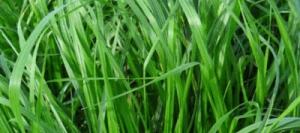 Ray grass d'Italie ARTIGUE non traité