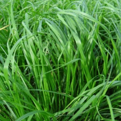 Ray grass d'Italie ARTIGUE non traité