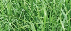 Ray grass hybride TONUSS AB non traité