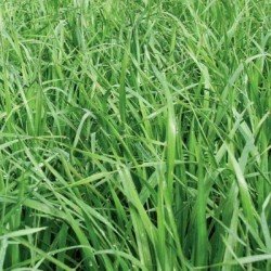 Ray grass hybride TONUSS AB non traité