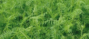 Vesce velue VILLANA hiver non traité