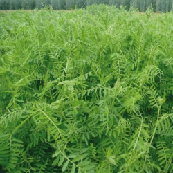 Vesce velue VILLANA hiver non traité