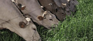 Ray grass d'Italie FOCUS AB non traité