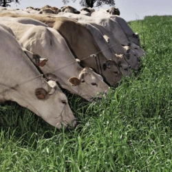 Ray grass d'Italie FOCUS AB non traité