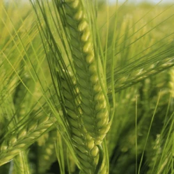 Orge 2R COMTESSE AB non traité