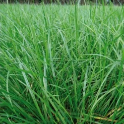 Mélange graminées RGAXESS non traité