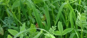 Couverts PROVIVE TEMPO Bio AB non traité