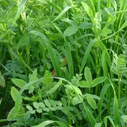 Couverts PROVIVE TEMPO Bio AB non traité