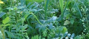 Couverts ME TEMPO Bio AB non traité