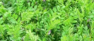 Vesce commune HANKA Hiver non traité