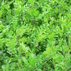 Vesce commune HANKA Hiver non traité