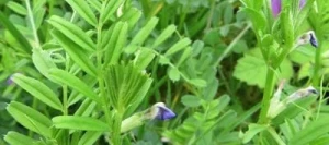 Vesce commune MAXIVESA Printemps non traité