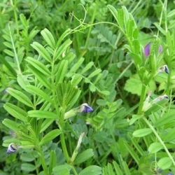 Vesce commune MAXIVESA Printemps non traité