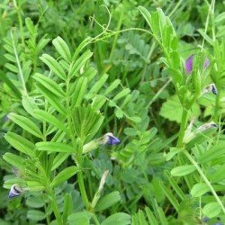 Vesce commune MAXIVESA Printemps AB non traité
