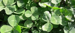 Trèfle blanc ABERLASTING non traité