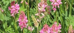 Sainfoin double en cosse non traité