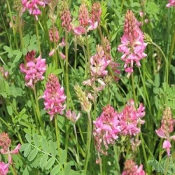 Sainfoin double en cosse non traité