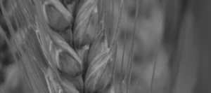 Blé tendre MONTALBANO AB COPSEED