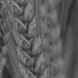 Blé tendre MONTALBANO AB COPSEED