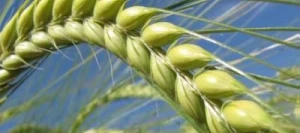 Orge 2R CALYPSO VIBRANCE GOLD