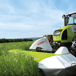 Ray grass d'Italie ISIDOR AB non traité