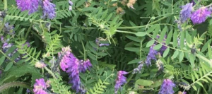 Vesce du Bengale (pourpre) non traité