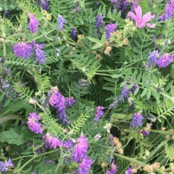 Vesce du Bengale (pourpre) non traité