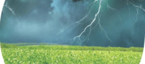 Pois protéagineux FOUDRE non traité