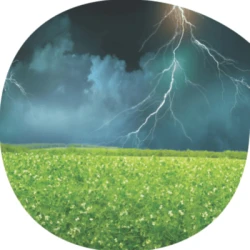 Pois protéagineux FOUDRE non traité