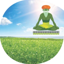 Pois protéagineux FAQUIR non traité