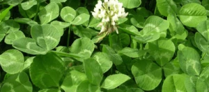 Trèfle blanc ABERACE non traité