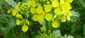 Moutarde VITASSO Brune non traité