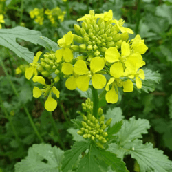 Moutarde VITASSO Brune non traité