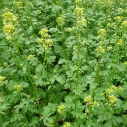 Moutarde blanche ACTION AN non traité