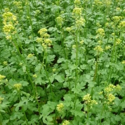 Moutarde blanche ACTION AN non traité