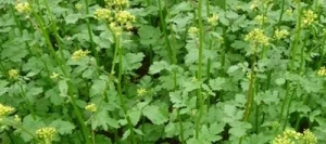 Moutarde blanche ACTION AN - AB non traité