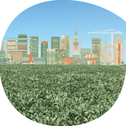 Féverole NAGOYA non traité