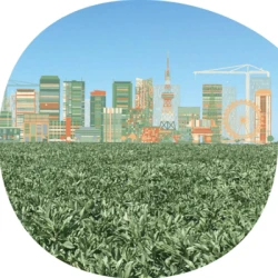 Féverole NAGOYA non traité