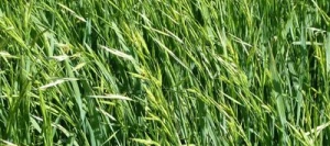 Brome JERONIMO non traité