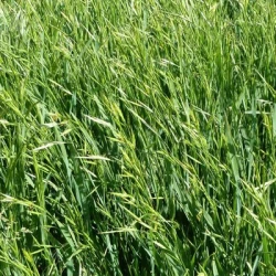 Brome JERONIMO non traité