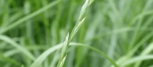 Ray grass d'Italie RAMIRO AB non traité