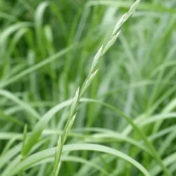 Ray grass d'Italie RAMIRO AB non traité