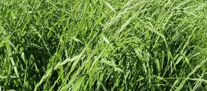 Ray grass d'Italie POLLANUM AB non traité