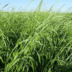 Ray grass d'Italie POLLANUM AB non traité