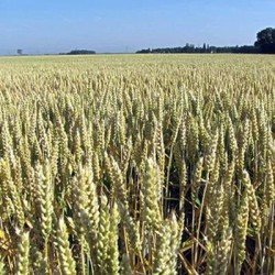 Conditionnement Blé tendre APACHE AB traité vinaigre