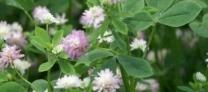 Trèfle Squarrosum QUADRIGA non traité