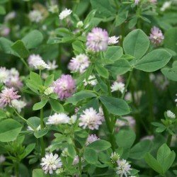 Trèfle Squarrosum QUADRIGA non traité