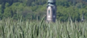 Seigle ELIAS AB non traité