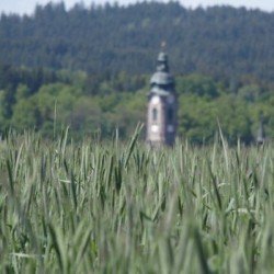 Seigle ELIAS AB non traité