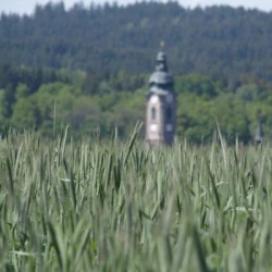 Seigle ELIAS AB non traité